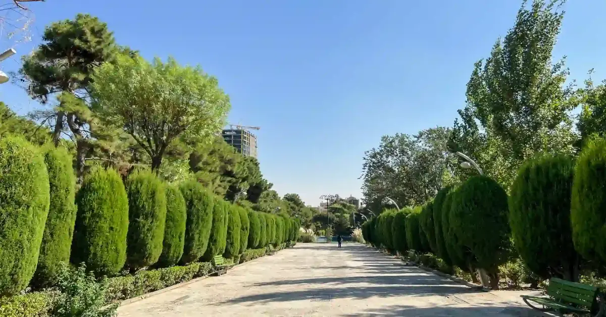 ساعی